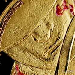 Nightmare On Elm Street Collectible Coin 23 Nightmare On Elm Street Collectible Coin -Wigs for Fancy Dress Sales Shop freddykruger coin back 6