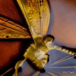 JURASSIC PARK Mosquito In Amber Limited Edition Ingot Preorder -Wigs for Fancy Dress Sales Shop jurassicpark amber ingot 9